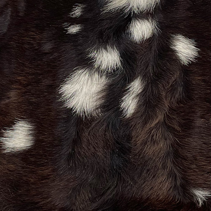 Closeup of this Spotted Goatskin, showing long hair that is dark brown with white spots (GOAT276)