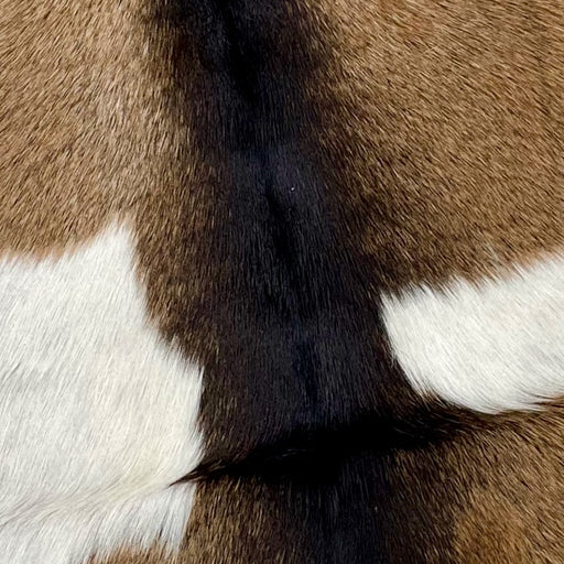 Closeup of this Goatskin, showing brown, with fine, dark brown speckles, dark brown down the spine, and a white spot on both sides of the back (GOAT278)