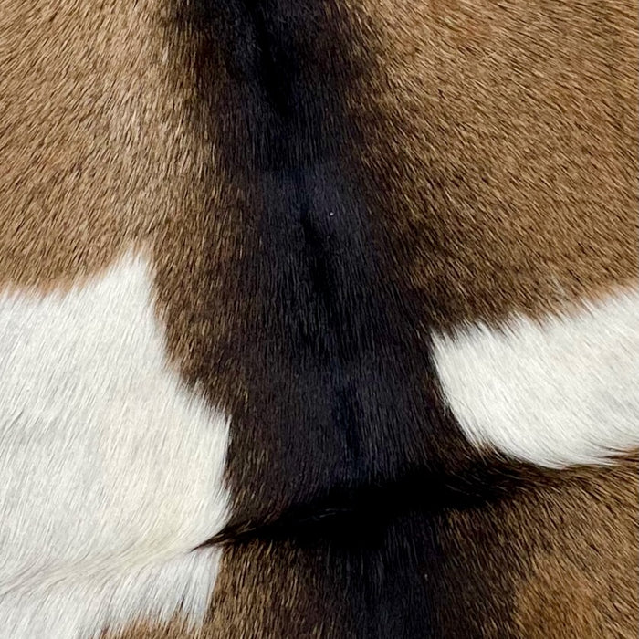 Closeup of this Goatskin, showing brown, with fine, dark brown speckles, dark brown down the spine, and a white spot on both sides of the back (GOAT278)