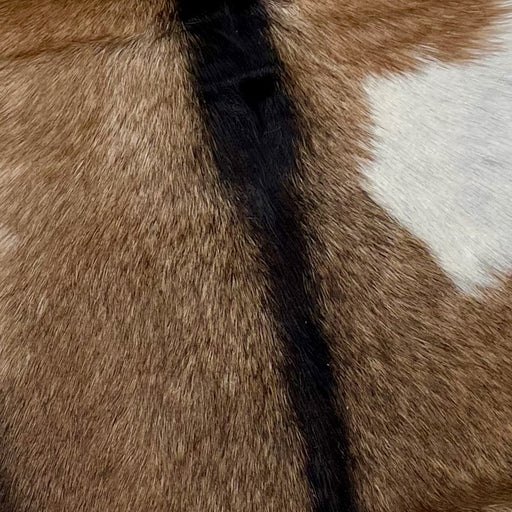 Closeup of this Goatskin, showing a mix of brown and blackish brown, with blackish brown down the spine, and a white spot on the right side (GOAT279)
