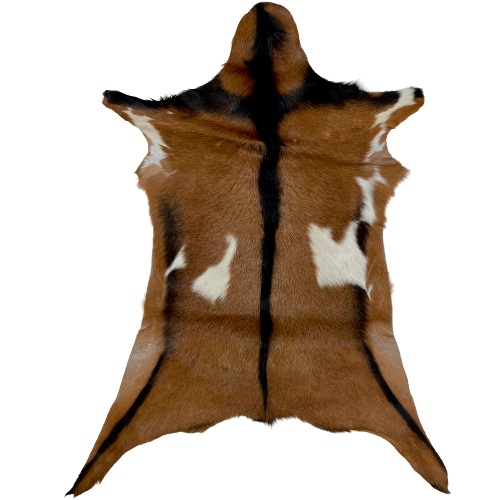 Brown and White Goatskin:  brown with a few white spots, and it has a black strip down the spine, across the shoulder, and on the belly and legs - 2'10" x 2'2" (GOAT281)