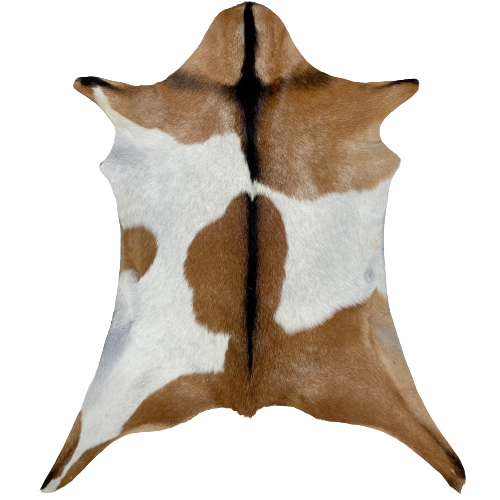 Brown and White Goatskin:  brown, with white speckles, a large white spots on both sides, and it has a blackish brown strip down the spine and across the shoulder - 3' x 2'5" (GOAT288)
