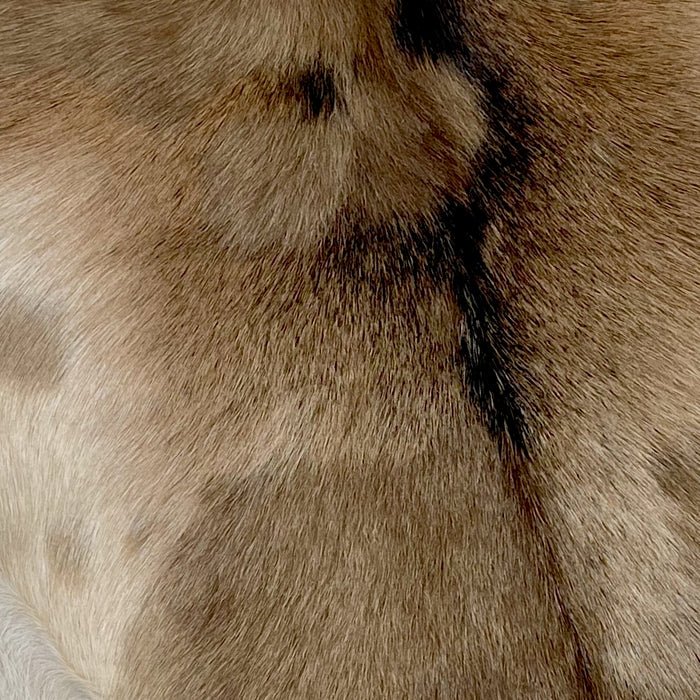 Closeup of this Goatskin, showing taupe and light beige with dark brown down part of the spine (GOAT295)