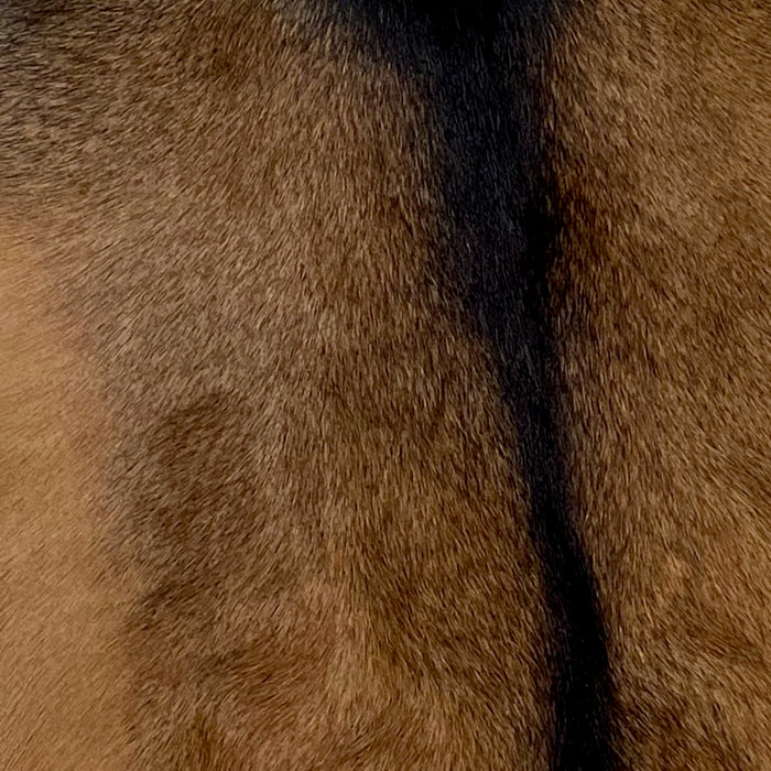 Closeup of this Goatskin, showing reddish brown with blackish brown speckles, and blackish brown down the spine (GOAT296)