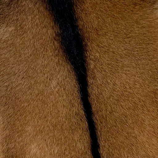 Closeup of this Goatskin, showing brown with a strip of blackish brown down the spine (GOAT299)