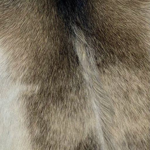 Closeup of this Speckled Goatskin, showing a mix of blackish brown and beige speckles, and light beige on the belly (GOAT304)