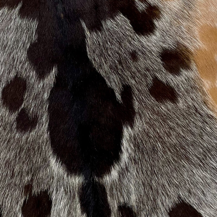 Closeup of this Speckled Goatskin, showing dark brown down the spine, and white with dark brown speckles and spots on the back, and medium brown on the belly (GOAT306)