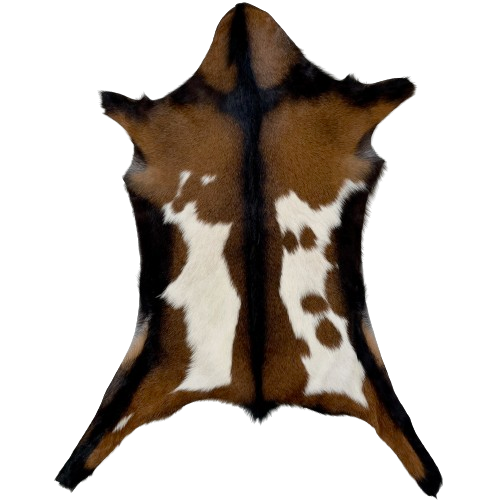 Brown and White Goatskin:  brown, with two large, white spots on the back, and a blackish brown strip down the back spine and across the shoulder - 2'11" x 2'3" (GOAT307)