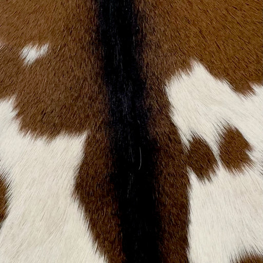 Closeup of this Goatskin, showing brown, with two large, white spots on the back, and a blackish brown strip down the spine (GOAT307)