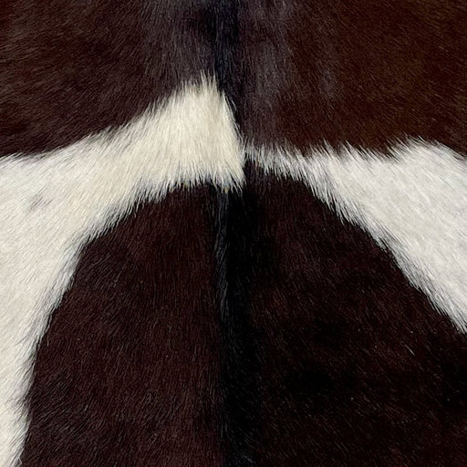 Closeup of this Goatskin, showing dark brown with a large, white spot on both sides (GOAT310)