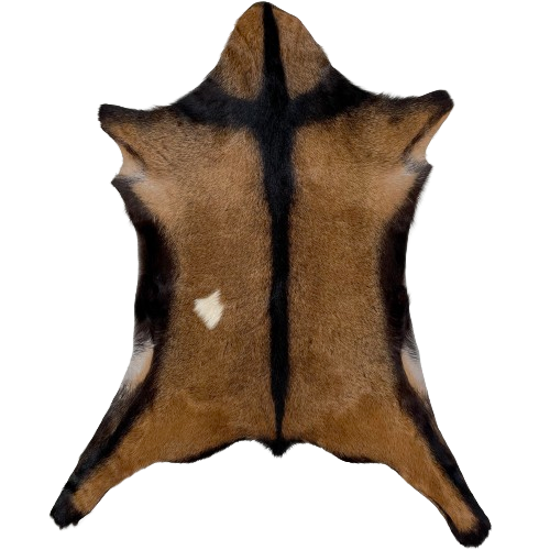 Brown Goatskin:  brown with one small, white spot, and a blackish brown strip down the spine, across the shoulder, and on the belly - 2'11" x 2'4" (GOAT312)