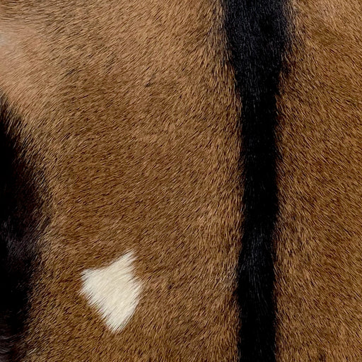 Closeup of this Goatskin, showing brown with one small, white spot, and a blackish brown strip down the spine (GOAT312)