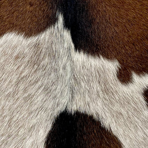 Closeup of this Speckled Goatskin, showing white with brown speckles on part of the back, and solid brown on the rest of the back, and on the shoulder (GOAT313)