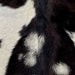 Closeup of this Goatskin, showing blackish brown with small and large, white spots (GOAT325)