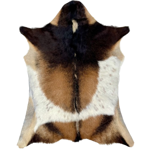 Brown, Black, White Goatskin:  brown with a mix of black and blackish brown on the shoulder, head, and front legs, and it has white, with brown speckles, on both sides - 3'4" x 2'7" (GOAT326)