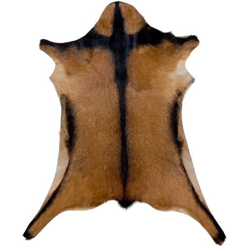 Brown and Black Goatskin:  brown with a black strip across the shoulder, down the spine, and along the edge of the belly and hind legs - 2'9" x 2'2" (GOAT328)