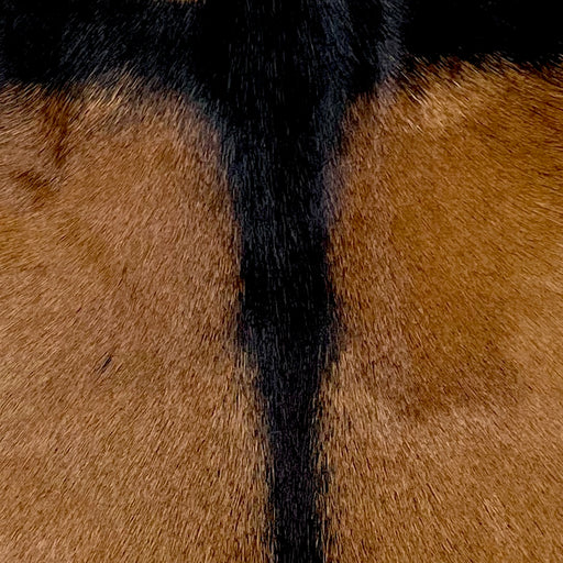 Closeup of this Goatskin, showing brown with a black strip across the shoulder and down the spine (GOAT328)
