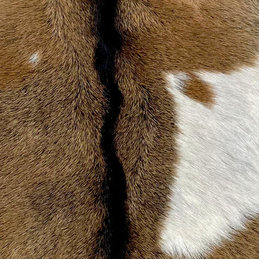 Closeup of this Goatskin, showing brown, with a white spot on both sides, and blackish brown down the spine (GOAT329)