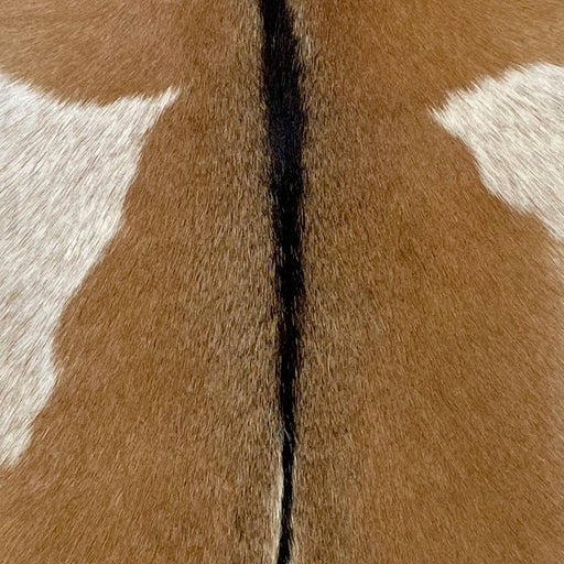 Closeup of this Goatskin, showing light brown, with a light brown speckled, off-white spot on each side, and blackish brown down the spine  (GOAT331)