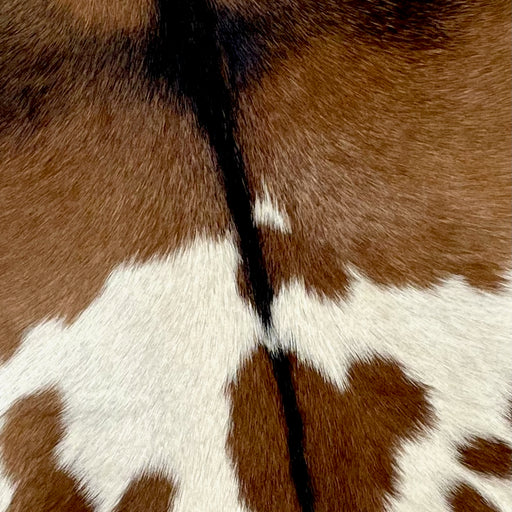 Closeup of this Goatskin, showing brown, with a brown spotted, off-white spot across the middle, and a dark brown strip across the shoulder and down the spine (GOAT333)
