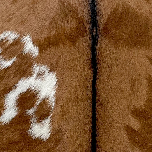 Closeup of this Goatskin, showing brown with a few small, white spots on the back (GOAT334)