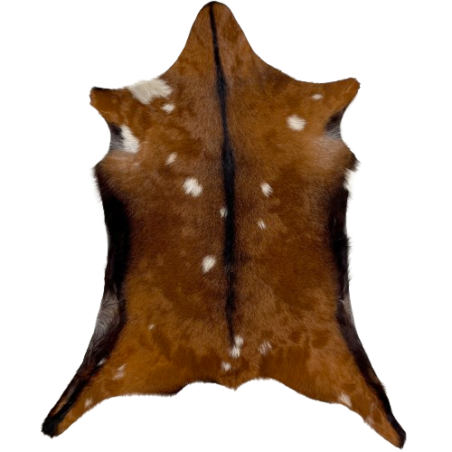 Reddish Brown and White Spotted Goatskin:  reddish brown with small, white spots, and black down the spine and along the edge of the belly and hind legs - 3'3" x 2'4" (GOAT337)