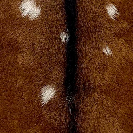 Closeup of this Spotted Goatskin, showing reddish brown with small, white spots, and black down the spine (GOAT337)