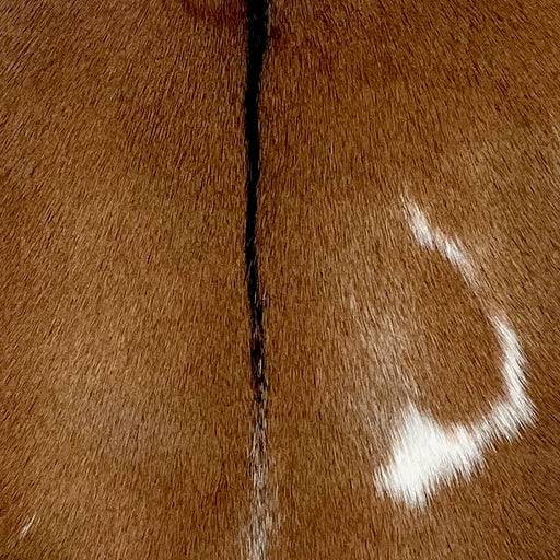 Closeup of this Goatskin, showing reddish brown, with a couple small, white spots on each side of the back, and a black strip down the middle (GOAT341)