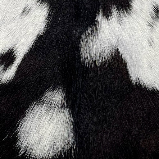 Closeup of this Spotted Goatskin, showing black with white spots (GOAT342)