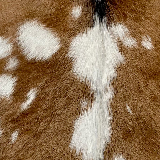 Closeup of this Spotted Goatskin, showing brown with white spots (GOAT343)