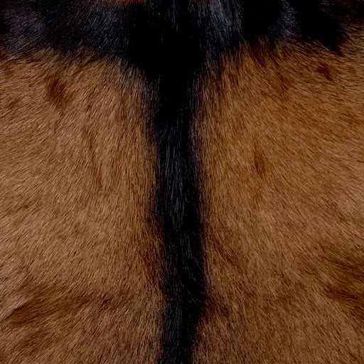 closeup of this Goatskin, showing brown with a blackish brown strip across the shoulder and down the spine (GOAT344)