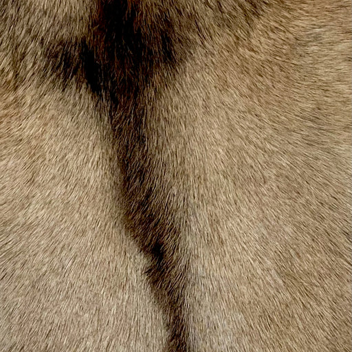 Closeup of this Goatskin, showing tan with a brown strip across the shoulder and down the middle (GOAT345)