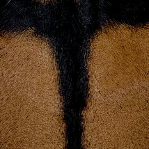 Closeup of this Goatskin, showing brown with a black strip across the shoulder, and a strip of black, longer hair down the middle (GOAT347)