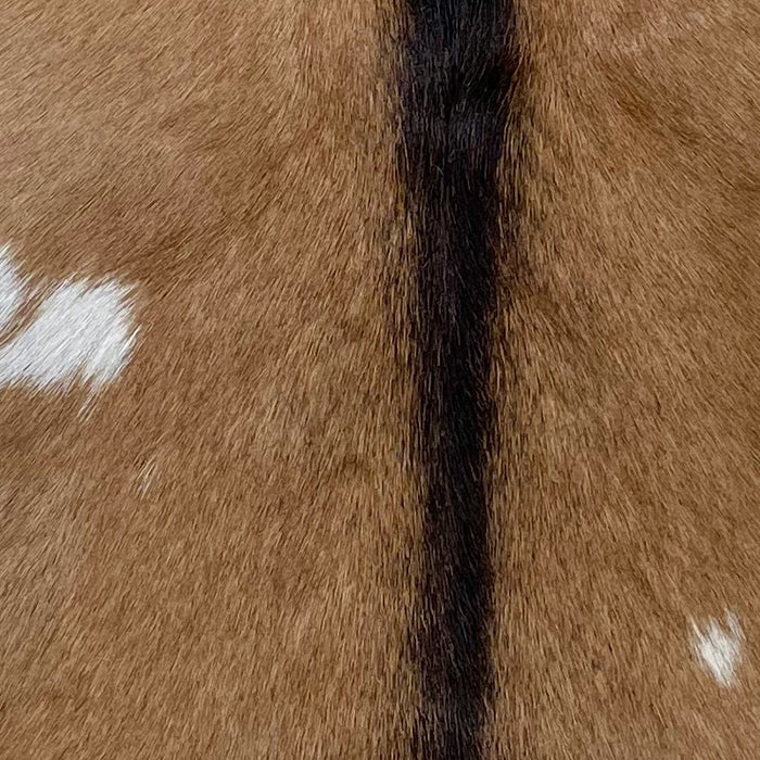 Closeup of this Goatskin, showing brown with a blackish brown strip down the middle, and a few small, white spots on the back (GOAT348)