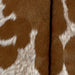 Closeup of this Speckled Goatskin, showing brown, with large and small white spots that have brown speckles, and blackish brown down the spine (GOAT353)