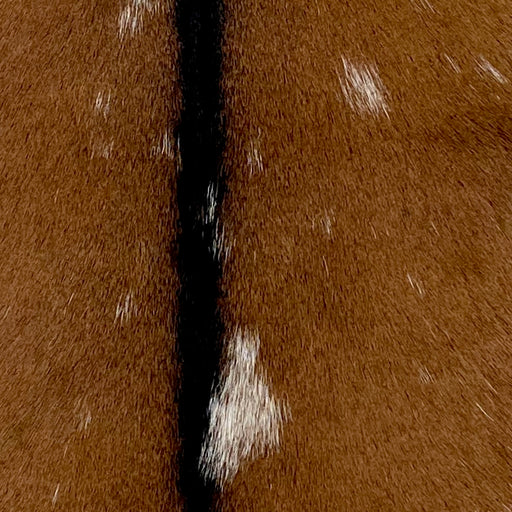 Closeup of this Goatskin, showing brown with white spots, and dark brown down the middle (GOAT354)