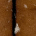 Closeup of this Goatskin, showing brown with white spots, and dark brown down the middle (GOAT354)