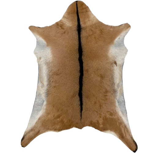 Brown Goatskin:  brown, with blackish brown down the middle, and off-white on the belly - 3' x 2'5" (GOAT355)
