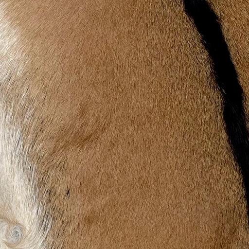 Closeup of this Goatskin, showing brown, with blackish brown down the middle, and off-white on the belly (GOAT355)