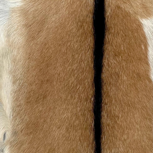 Closeup of this Goatskin, showing caramel with off-white on the belly, and a blackish brown strip down the middle (GOAT357)