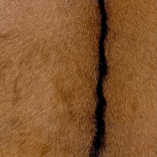 Closeup of this Goatskin, showing brown with a dark brown strip down the middle (GOAT359)