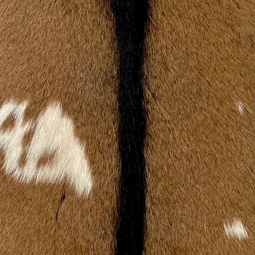 Closeup of this Goatskin, showing brown, with a few small, off-white spots, and dark brown down the middle (GOAT363)