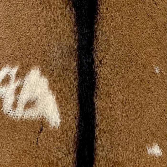 Closeup of this Goatskin, showing brown, with a few small, off-white spots, and dark brown down the middle (GOAT363)