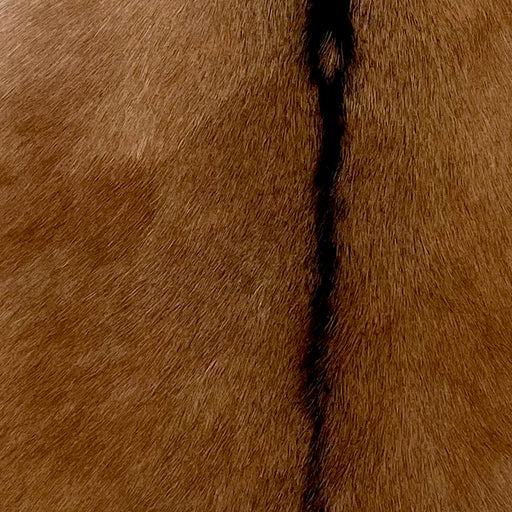 Closeup of this Goatskin, showing reddish brown, with a dark brown strip down the middle (GOAT365)