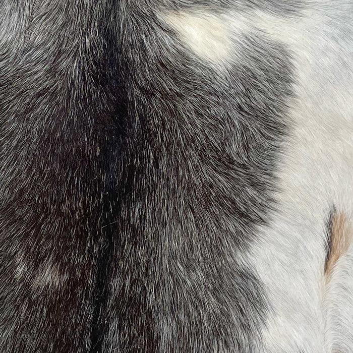 Closeup of this Speckled Goatskin, showing black with white speckles, with a white spot on the right side of the back, and white and light brown on the belly (GOAT368)