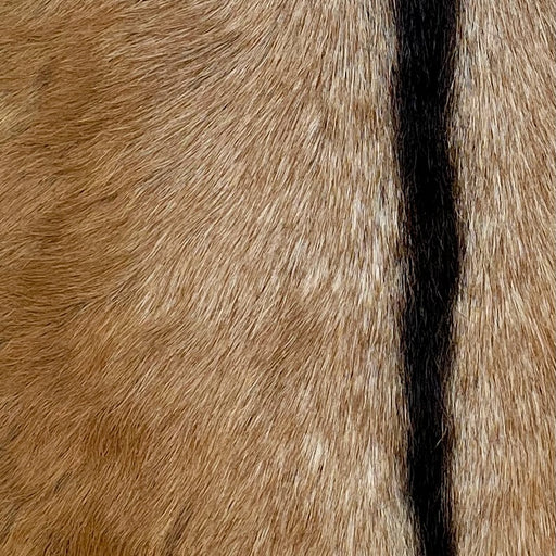 Closeup of this Speckled Goatskin, showing  brown with white speckles, and blackish brown down the spine (GOAT369)