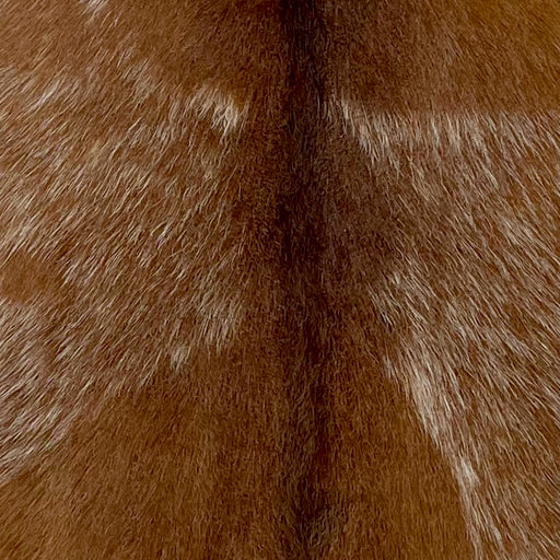 Closeup of this Speckled Goatskin, showing reddish brown, with a large spot on each side that has white speckles (GOAT370)