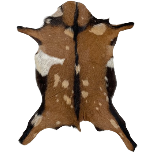 Brown, Dark Brown, Tan Spotted Goatskin:  brown with tan spots, and a dark brown strip across the shoulder, down the spine, and on the edge of the belly and back legs, and it has one white spot on the left side and a small one on the right side of the belly - 2'10" x 2'7" (GOAT374)