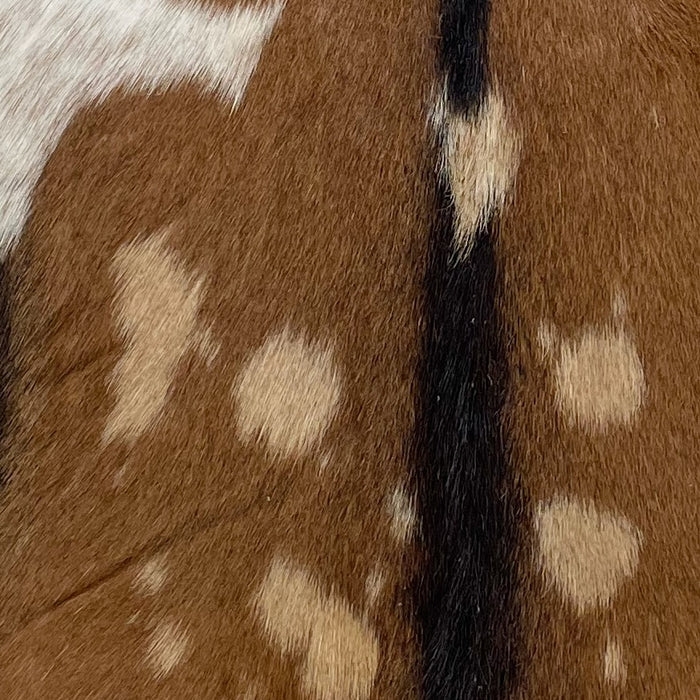 Closeup of this Spotted Goatskin, showing  brown with tan spots, and a dark brown strip down the spine, and one white spot on the left side 