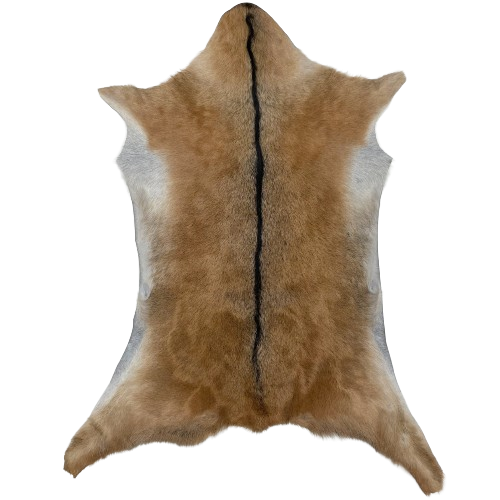 Brown Goatskin:  brown with dark brown down the spine, and grayish white on the edge of the belly - 3'5" x 2'6" (GOAT375)